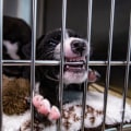Understanding the Euthanasia Policy at Animal Shelters in Lee County, Florida