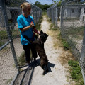 Volunteering at Animal Shelters in Lee County, Florida: Make a Difference in the Lives of Animals