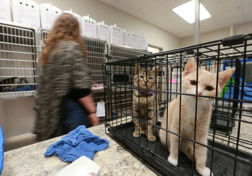 Do Animal Shelters in Lee County, Florida Have a Waiting List for Adoptions?