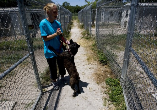 Animal Shelters in Lee County, Florida: Events and Fundraisers to Support Homeless Animals